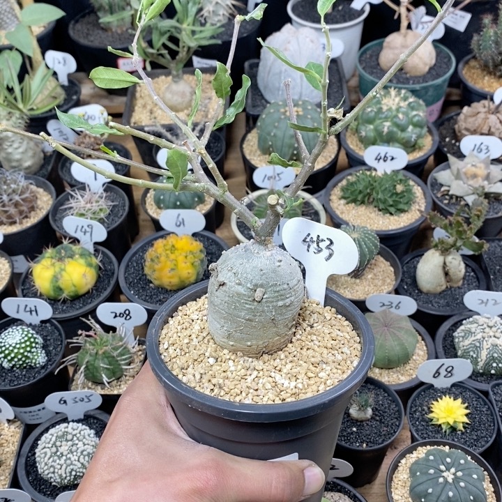 453号实生火星人块根植物5cm