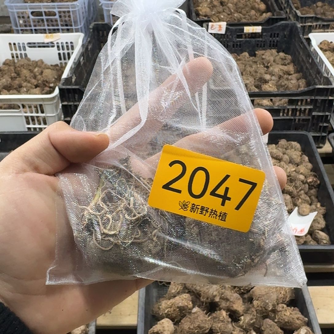 完全开放2047覆盆子裸球不售后