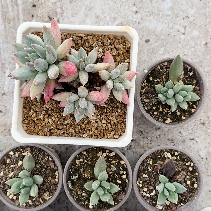 旋转风车 叶插 一物一拍