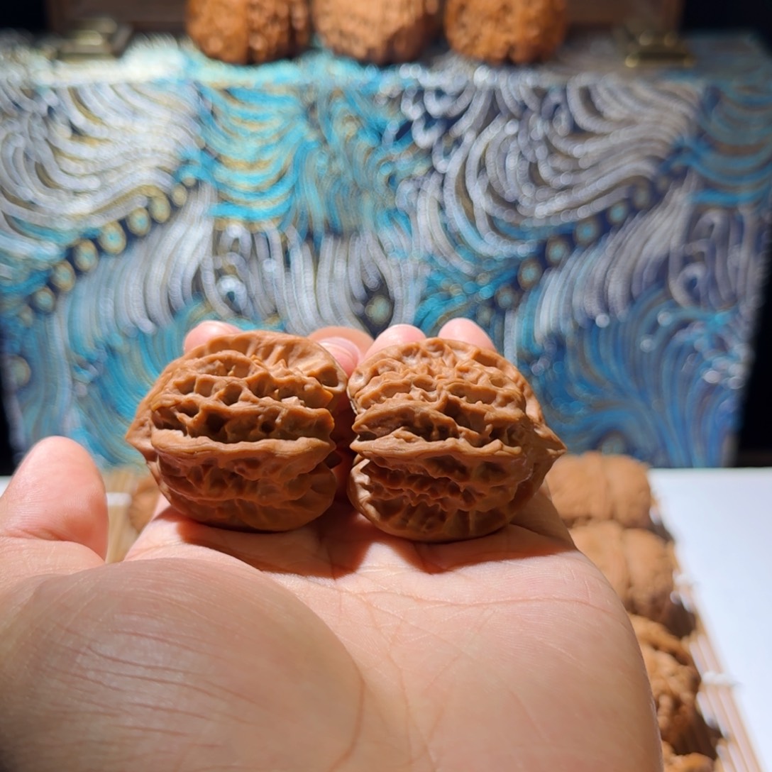 木质一代曹大龙全品树王