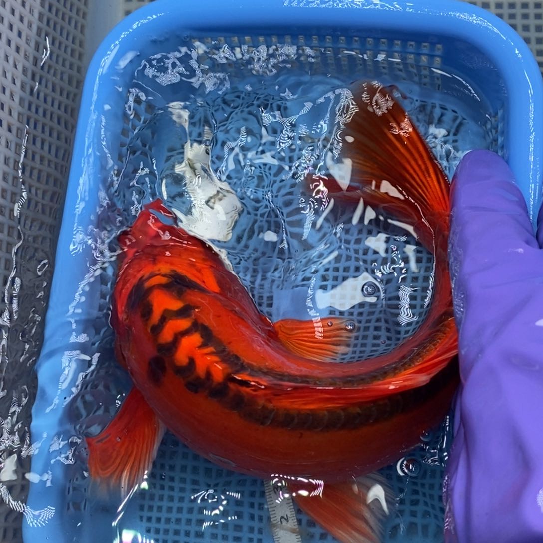 锦鲤冷水锦鲤包邮