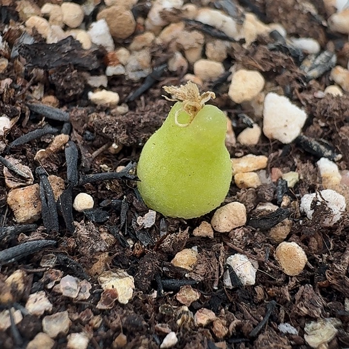 老马生石花小葫芦249