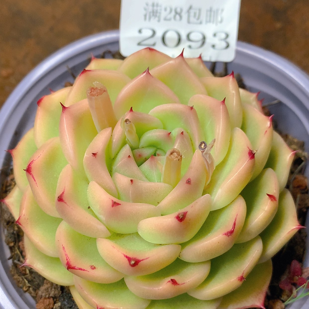 【闪购商品】云2093