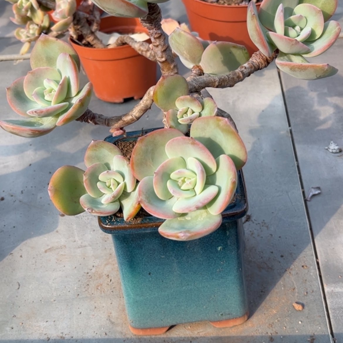 【闪购商品】无花朵橙*森