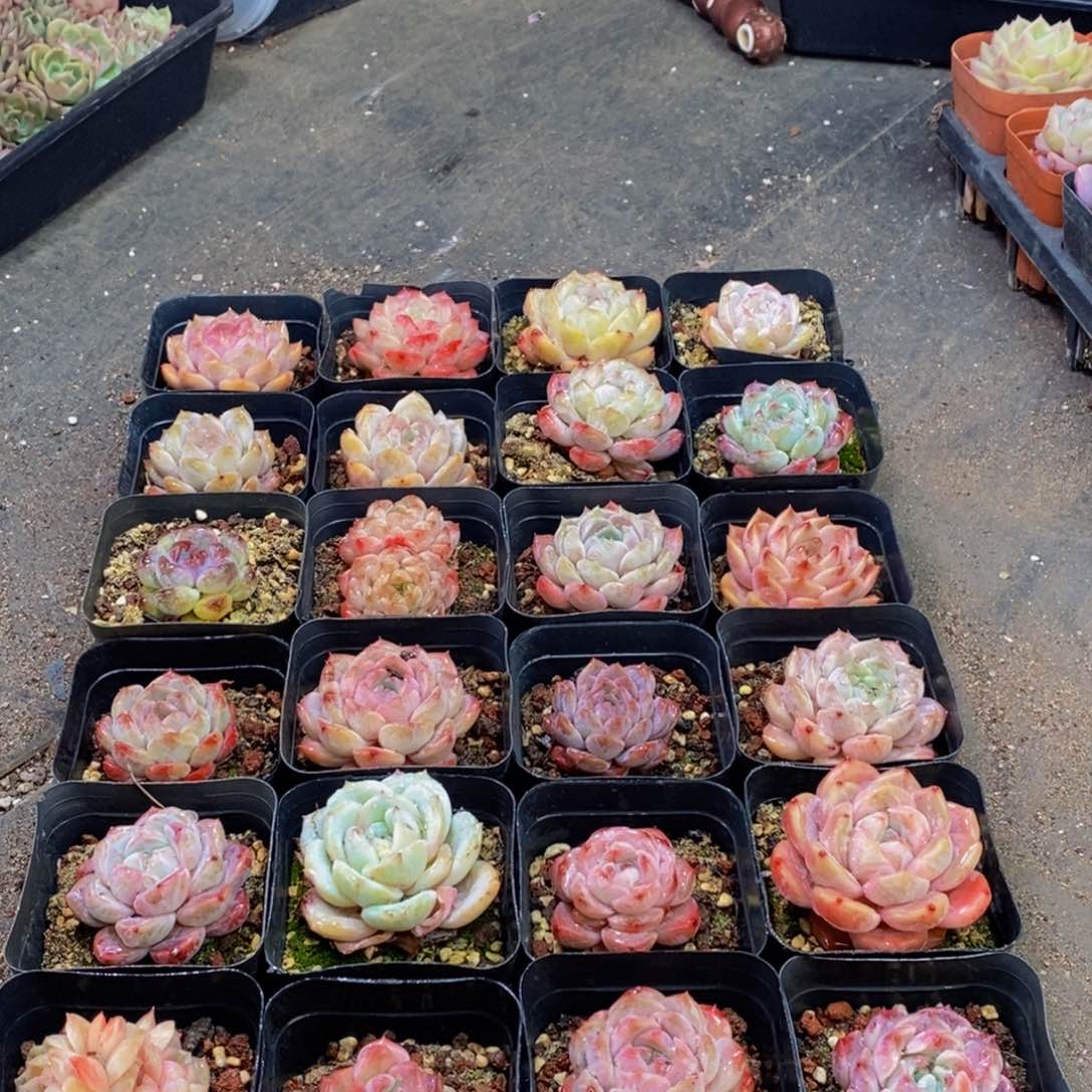 069多肉植物保护研究所所长助理研究员