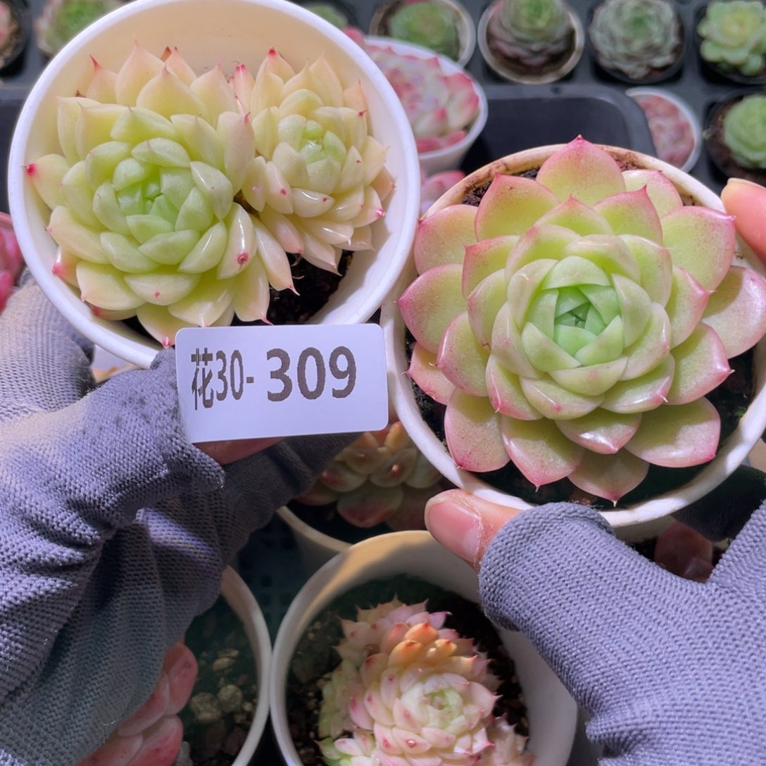 花利美30-309麦秆2颗