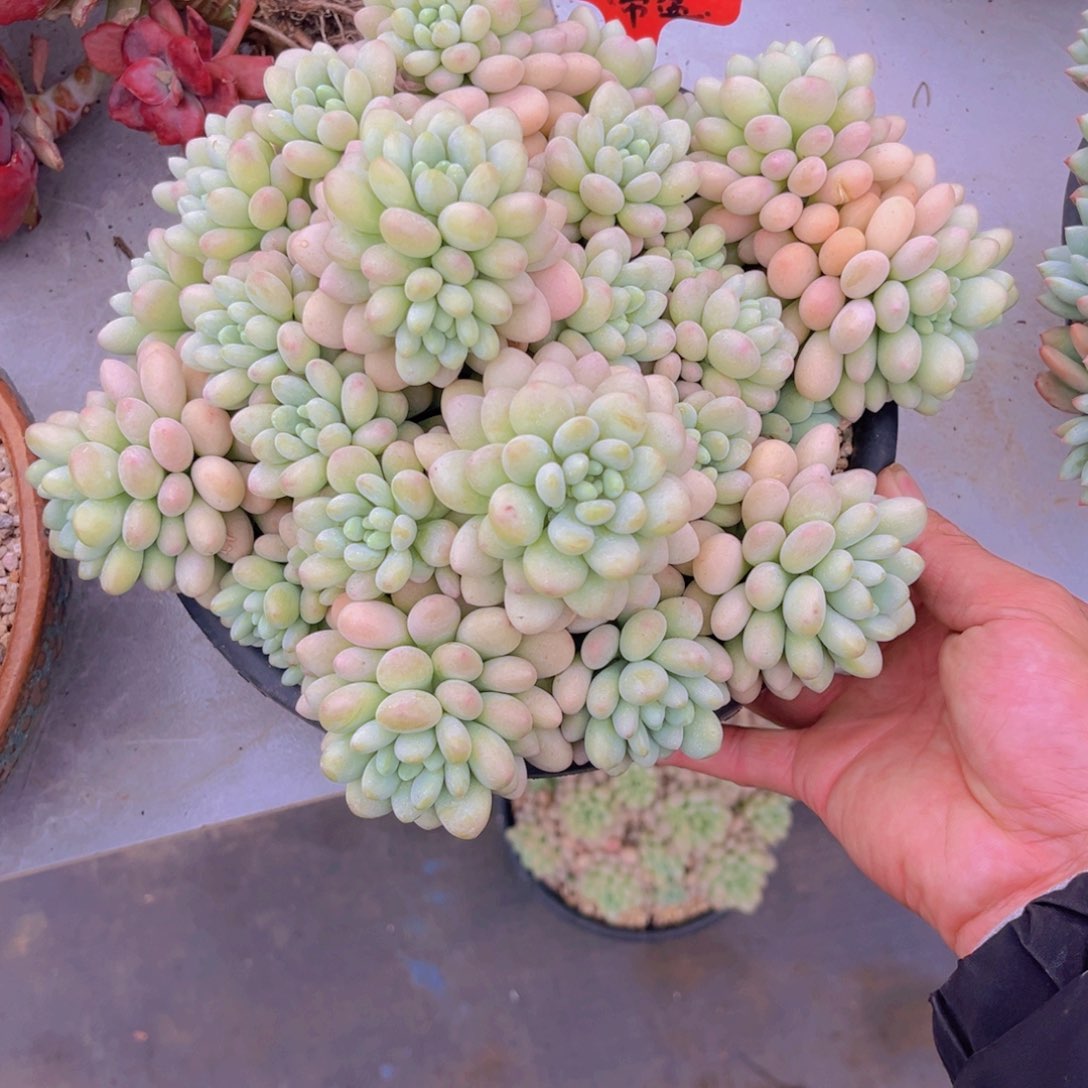 冰*鱼子酱995多肉植物