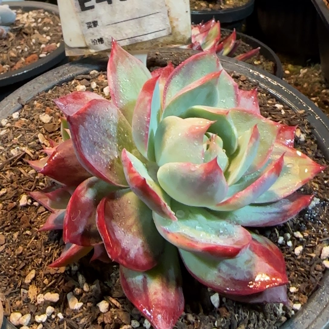 惊鸿一物一拍包装收缩花旱456