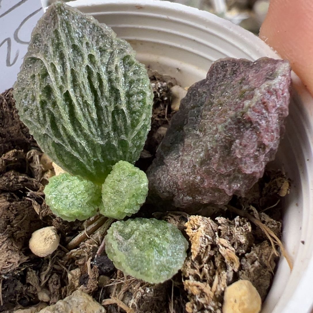 w大鱼海棠多肉植物水泡
