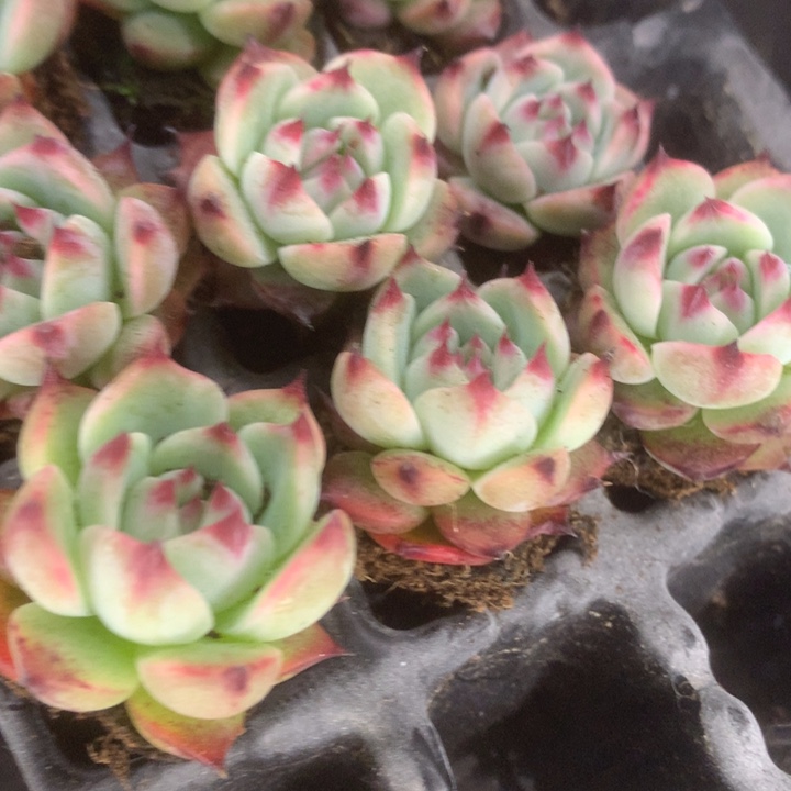 吉娃娃3颗。包邮。多肉