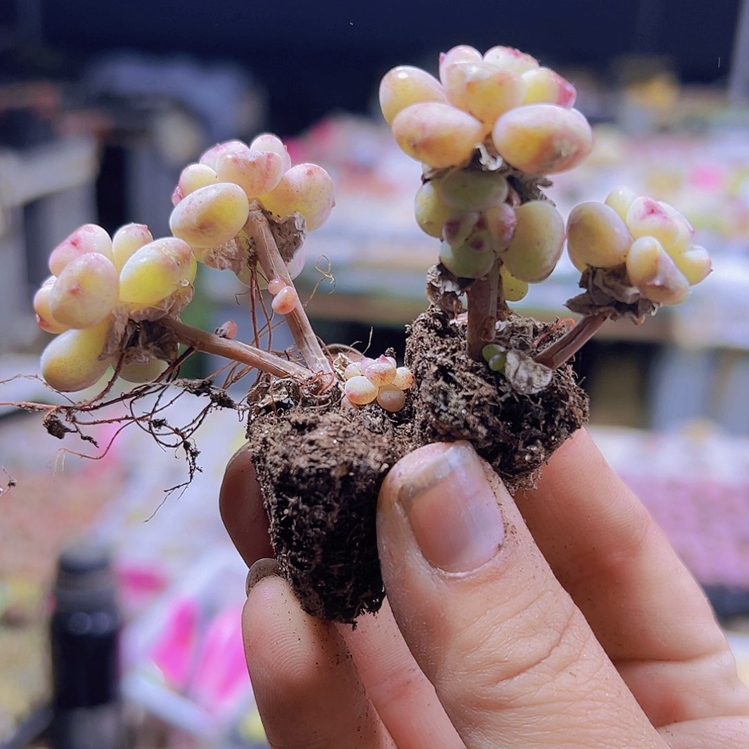 阳光玫瑰5个19包邮