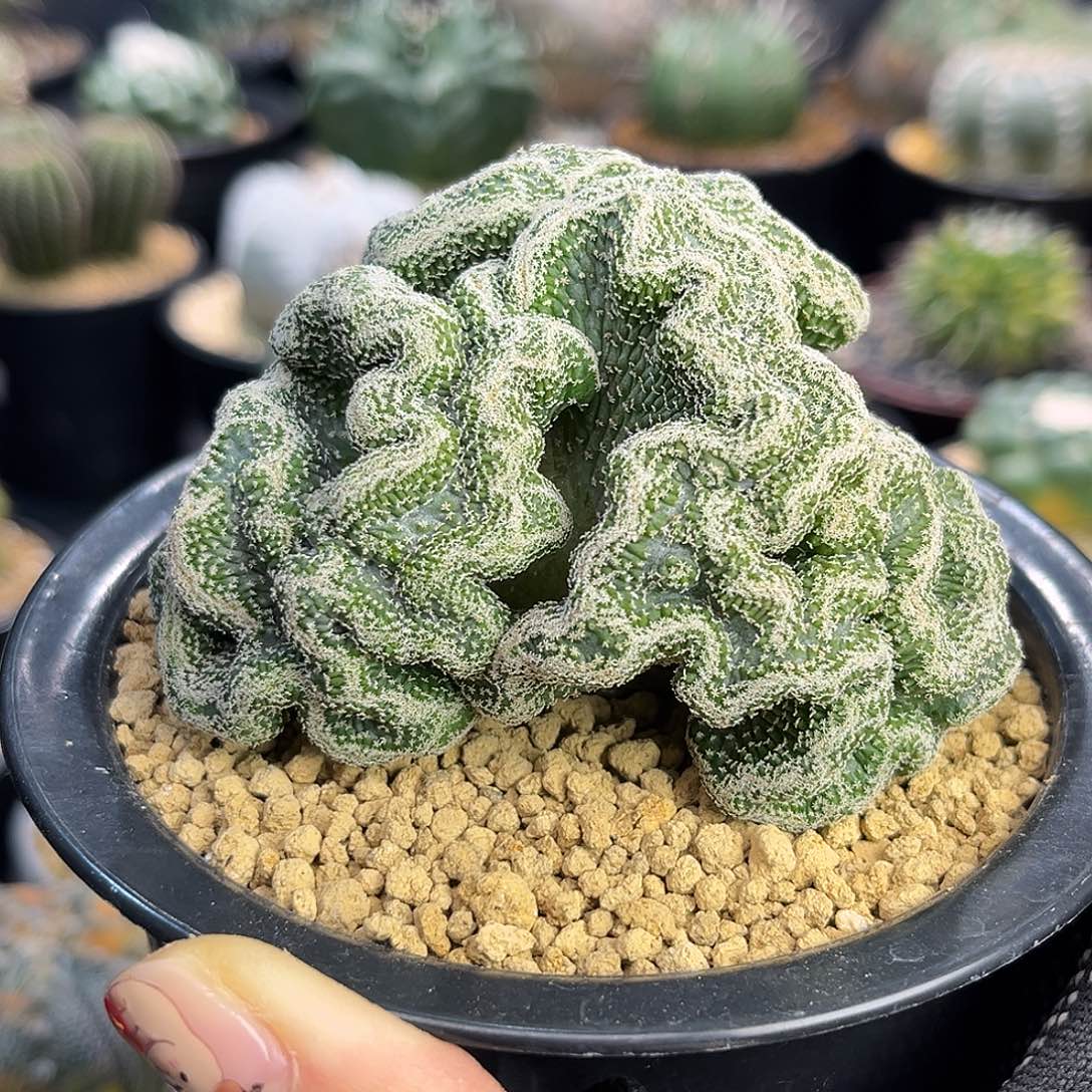 菊水缀Zzzzzzzzzzzzz