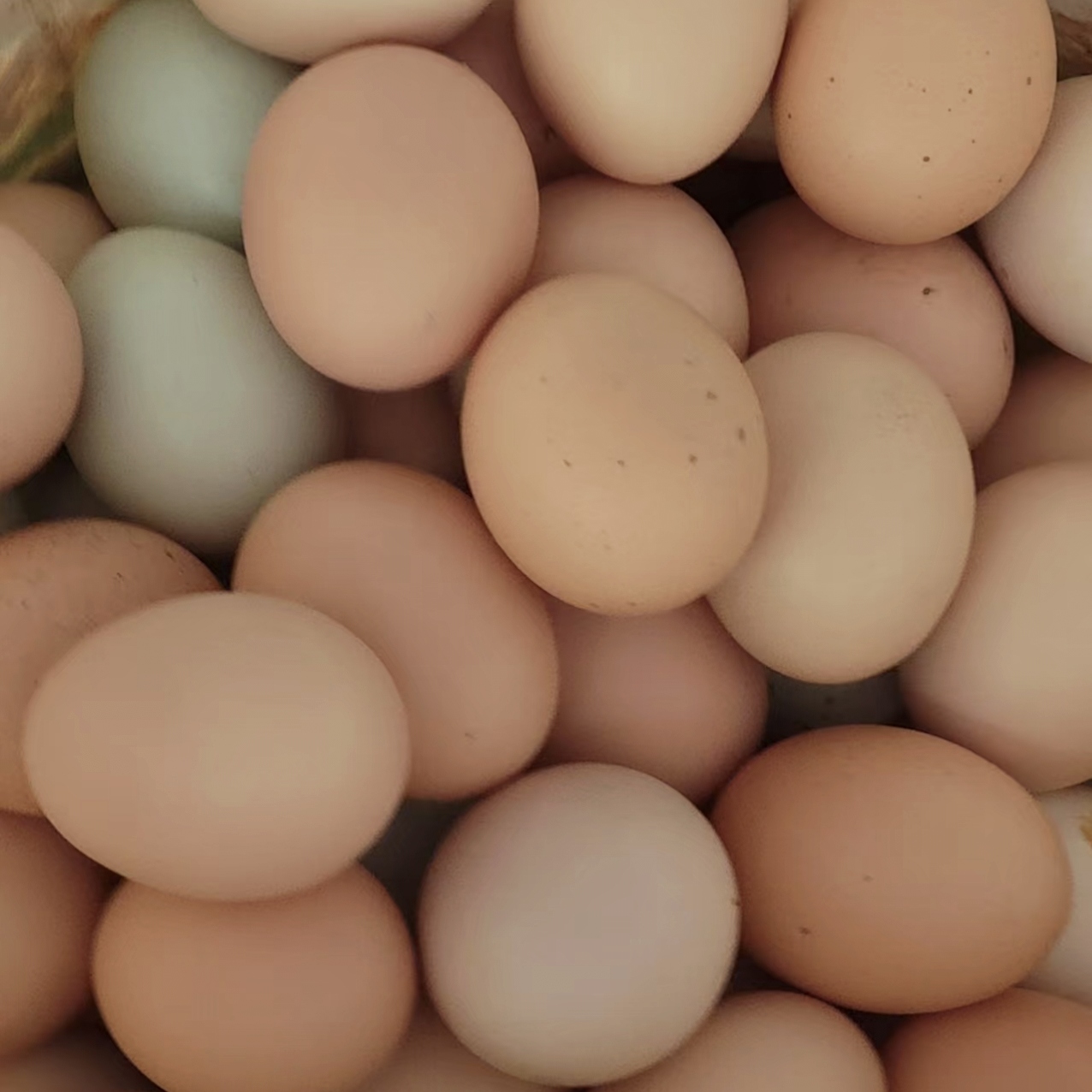 【农家土鸡蛋】农户土鸡蛋竹林散养散放谷物当天现捡现发新鲜到家