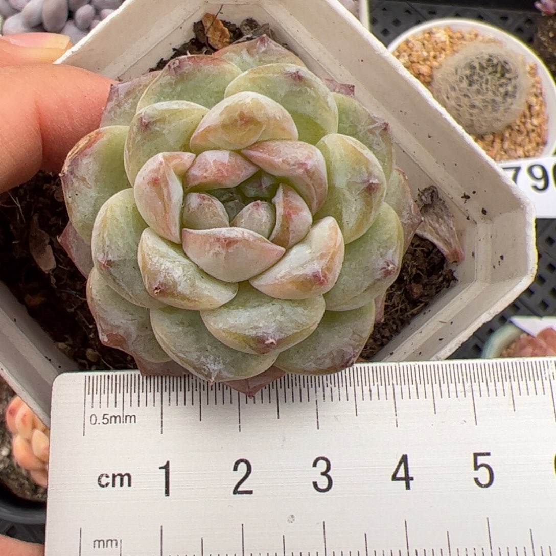 791 满38包邮多肉植物