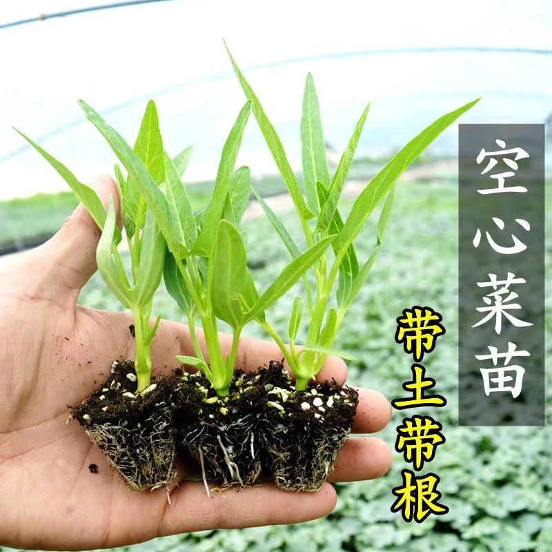 空心菜种子秧苗空心菜苗三叉空心菜大叶小叶空心菜苗带根带土活苗