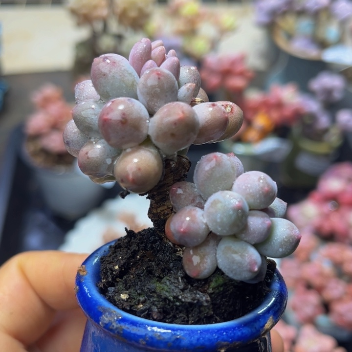 232 婴儿手指奶酪4 厘米