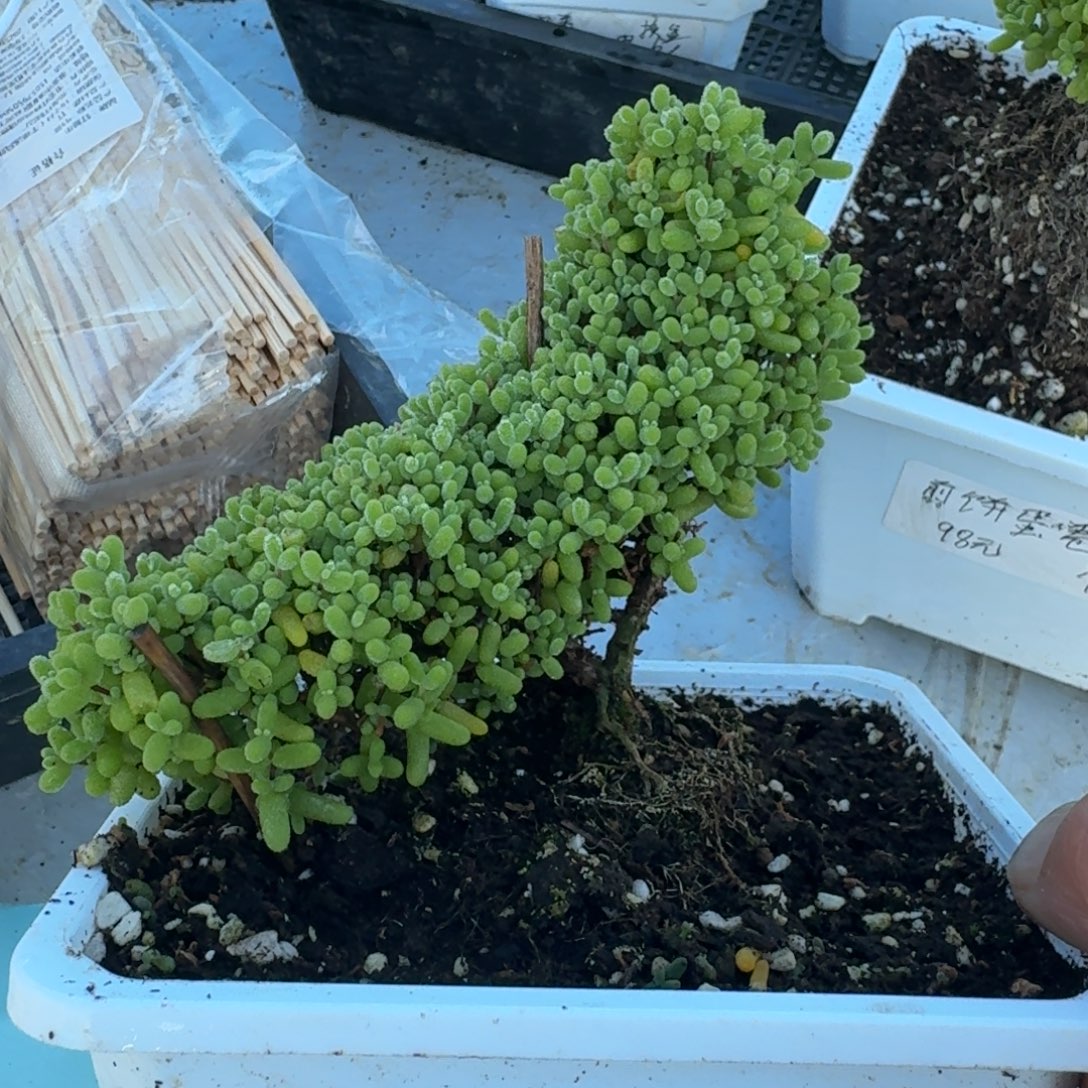 d***o老桩金橘月亮带盆带土发