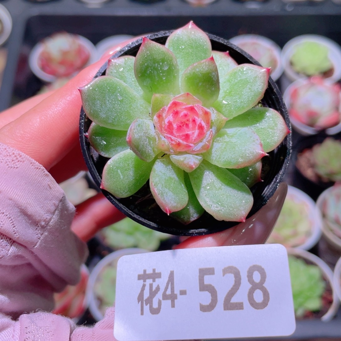 花利美4-528新品单头