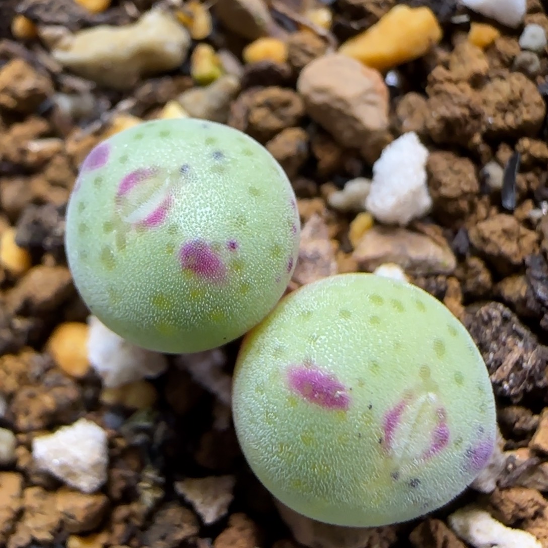 12.31  跨年夜福利 梅春玉 5015