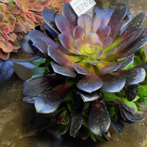 欧紫多肉植物3762