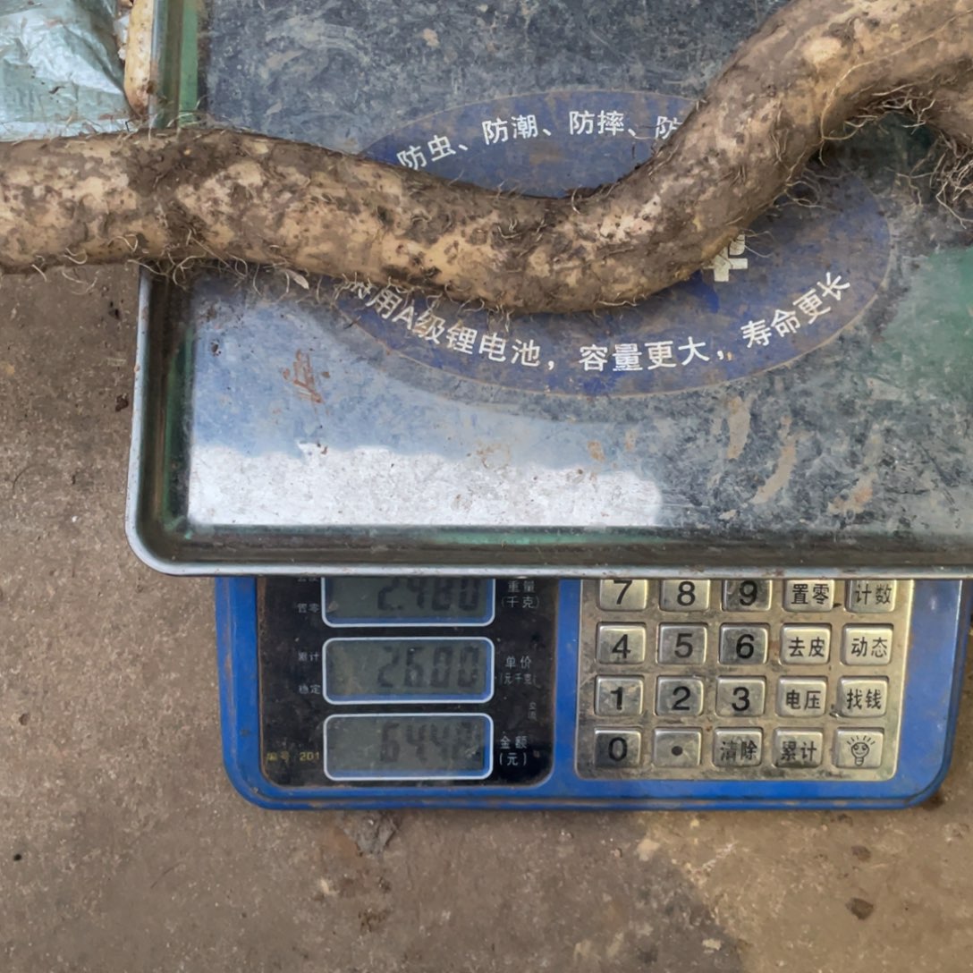 天***用中国大陆蔬菜野生山药根茎食材