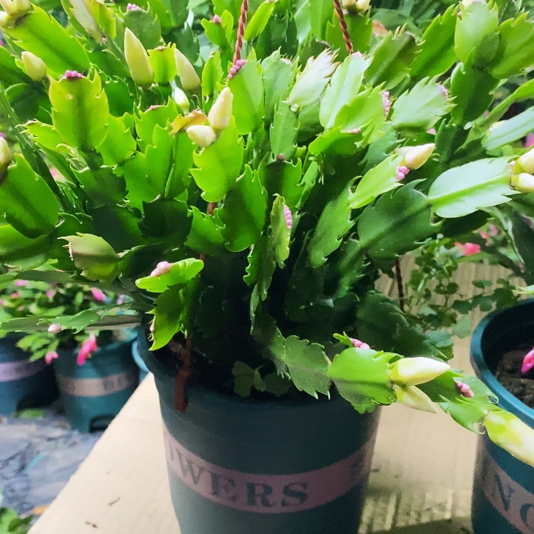 阿***活无花朵5年纯白色福利一物一拍