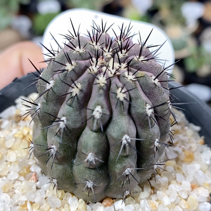 220号龙爪天星玉3.8cm