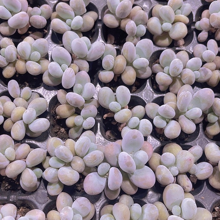 精品双头发蛋黄奶多肉植物