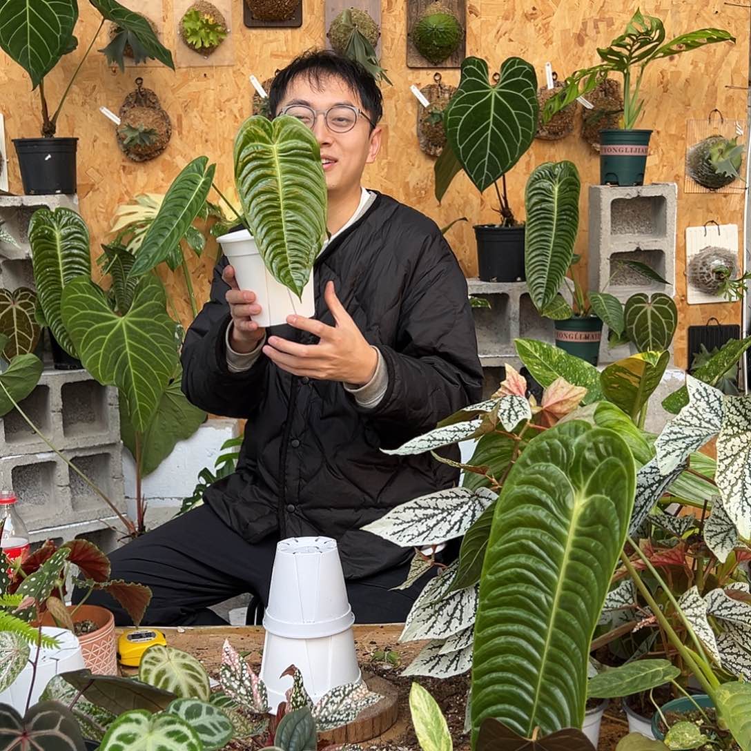 完全开放C21火鹤王花烛