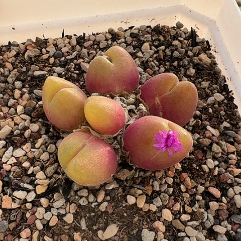 3614毛翠滴母本带盆群生