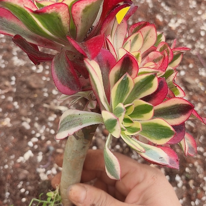 多肉葡萄福利1885