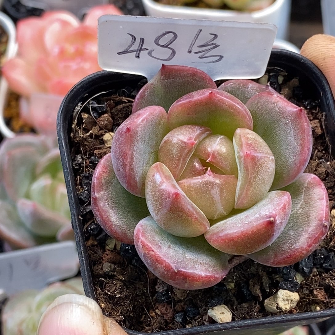 天官赐福百无禁忌