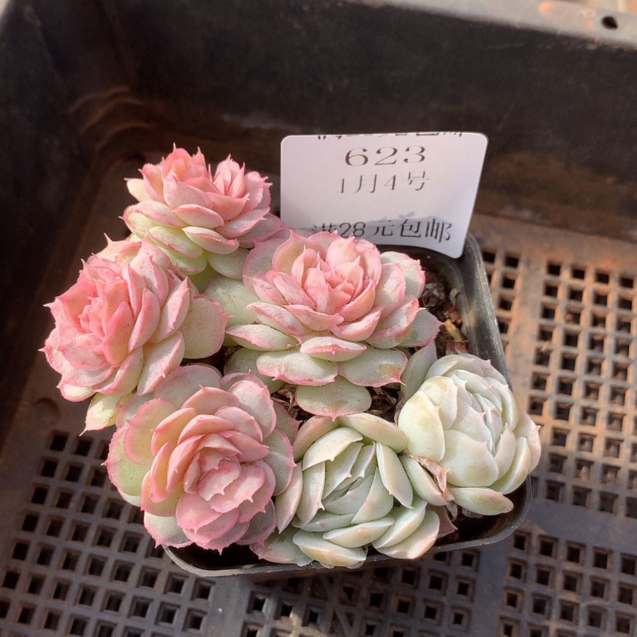 【闪购商品】云623号水晶扇贝