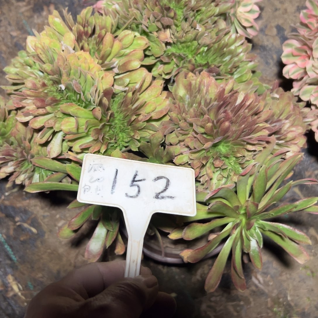 小***艾多肉植物哪家缀花152