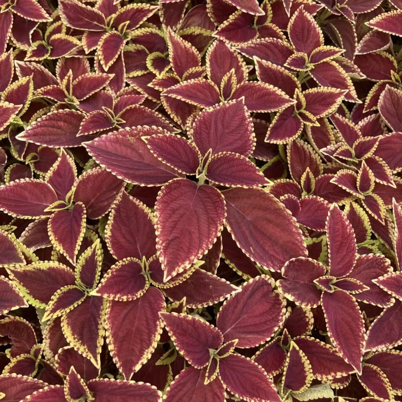 大平方改价链接【火焰彩叶草】赏叶植物庭院花镜地载搭配好看花色艳