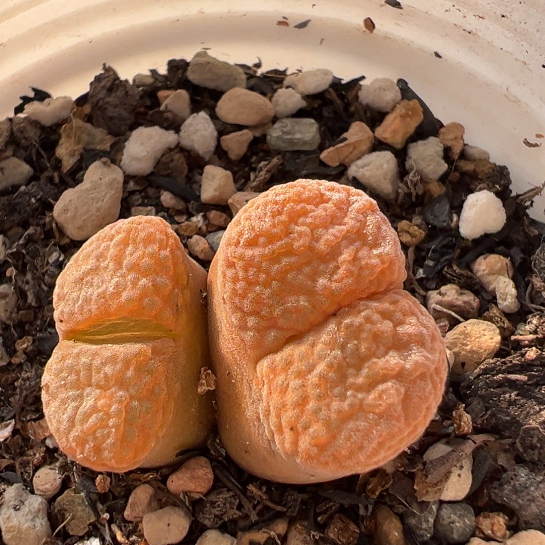 自***遥21多肉植物百科植物