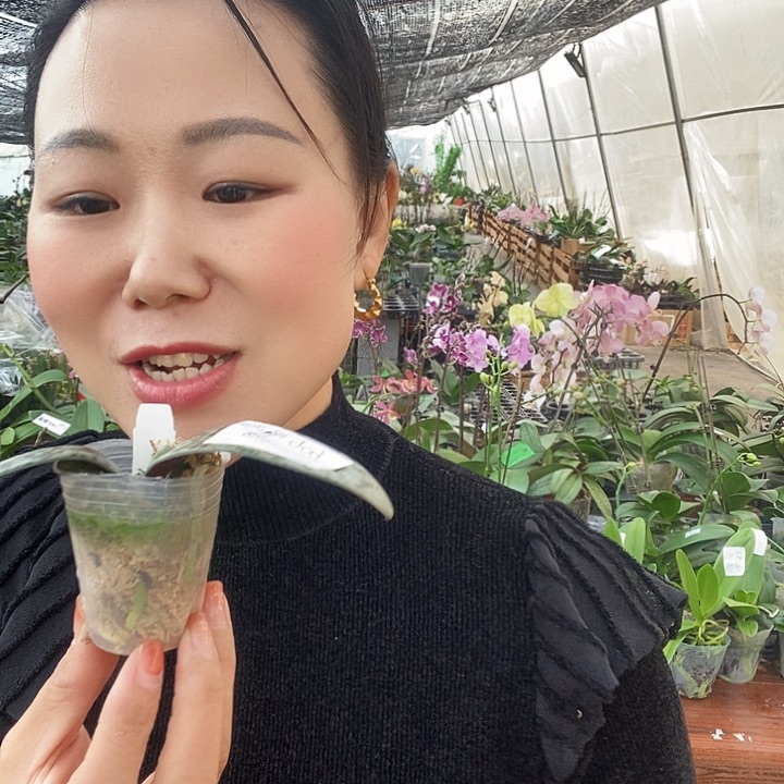 无花朵606蝴蝶兰