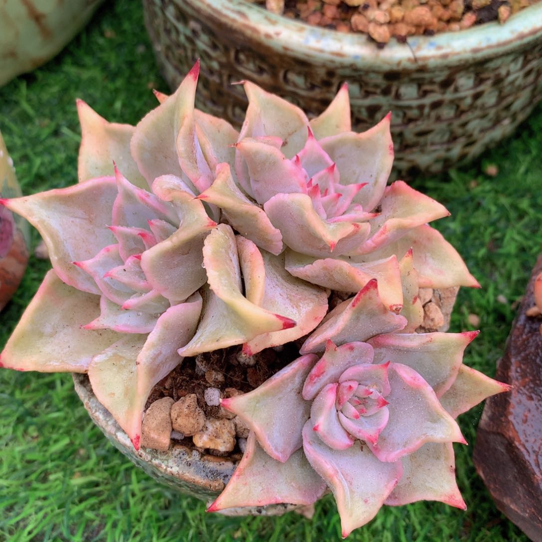 饺子皮群10 公分一物一拍