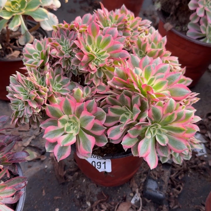 满20包邮，91粉女巫缀