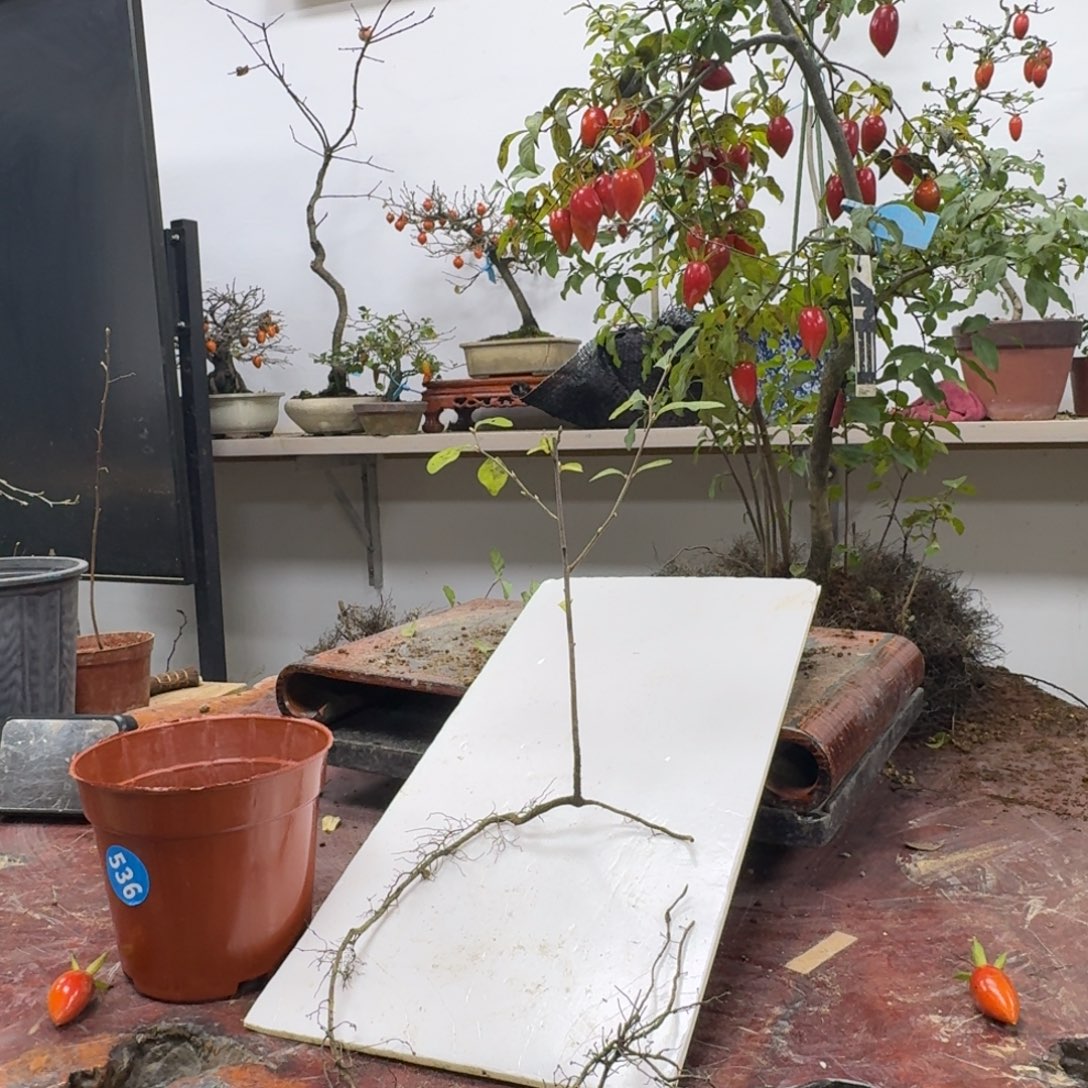 辉***无花朵536顺丰到付不包邮