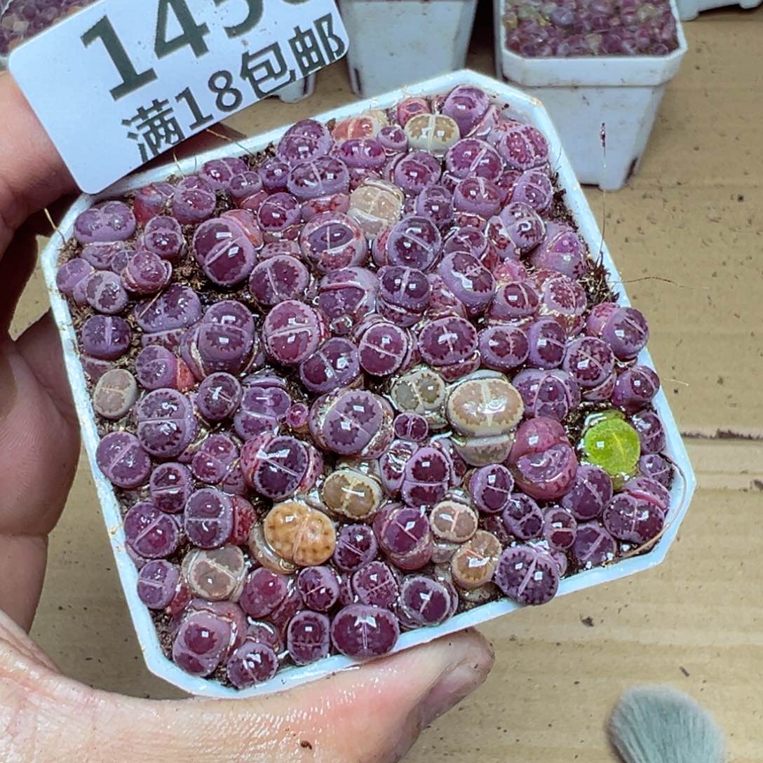 【闪购商品】 1456。     