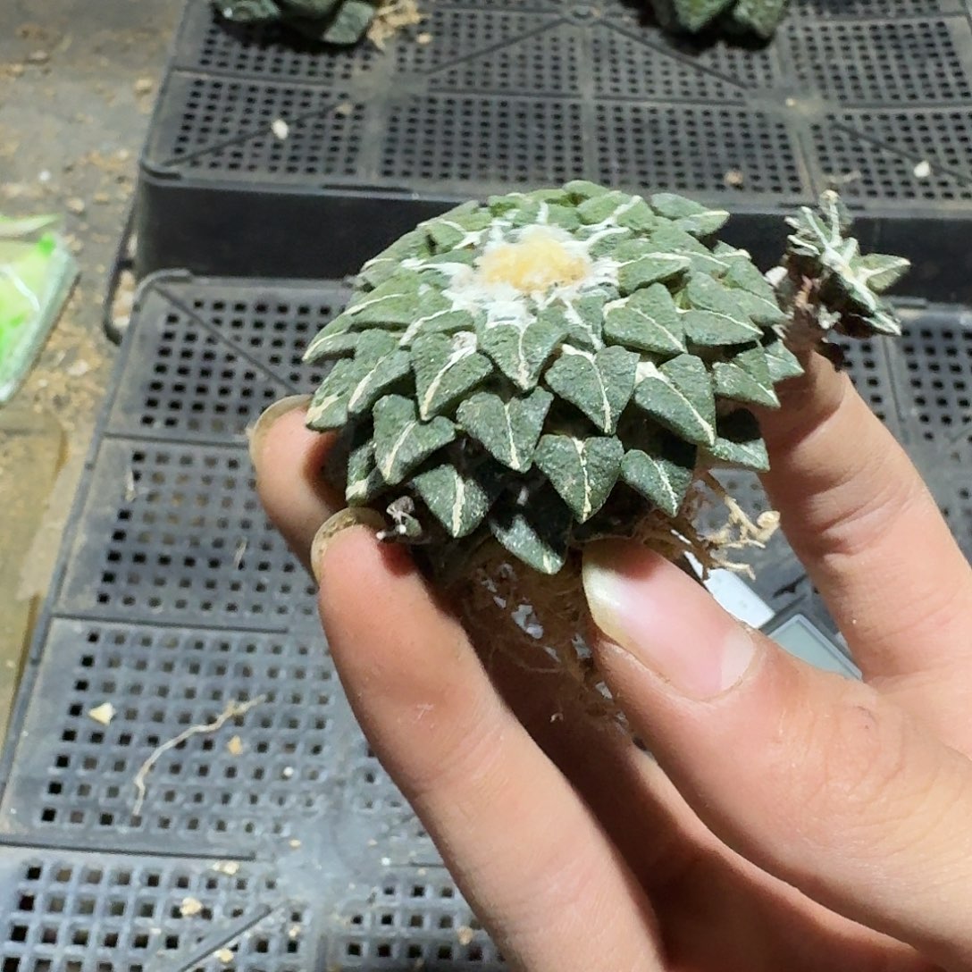 083号仙人球萝卜根
