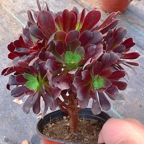 757欧若拉多肉植物