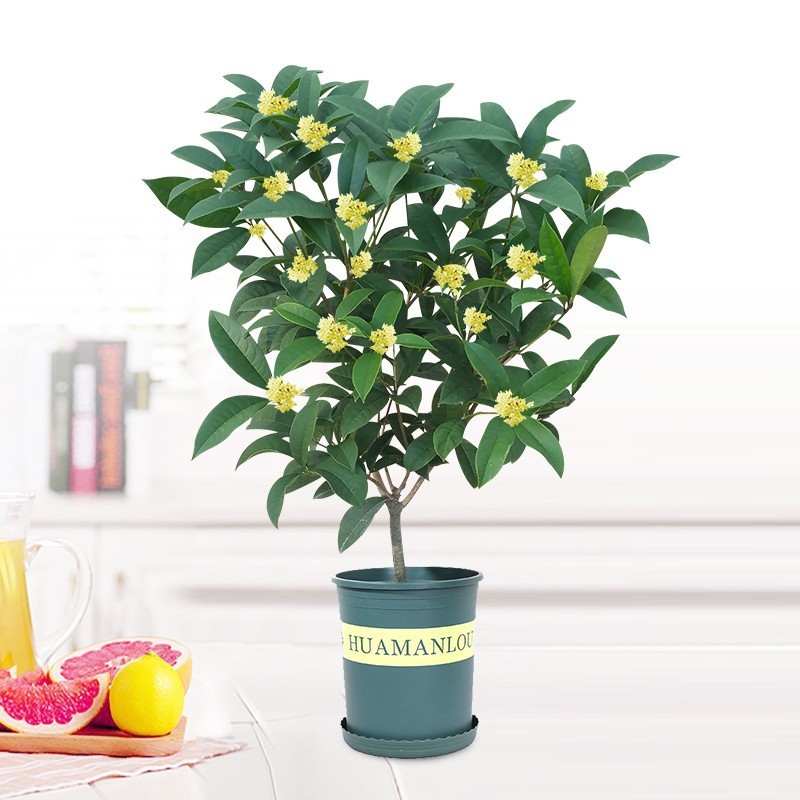 四季桂花室内外盆栽 树苗浓香型四季桂花树阳台花卉阳台美化