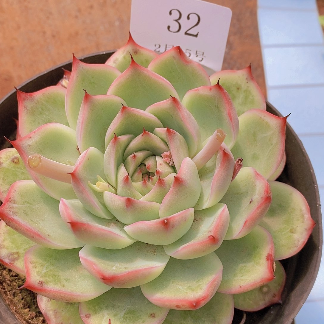 【闪购商品】云32吉娃娃so