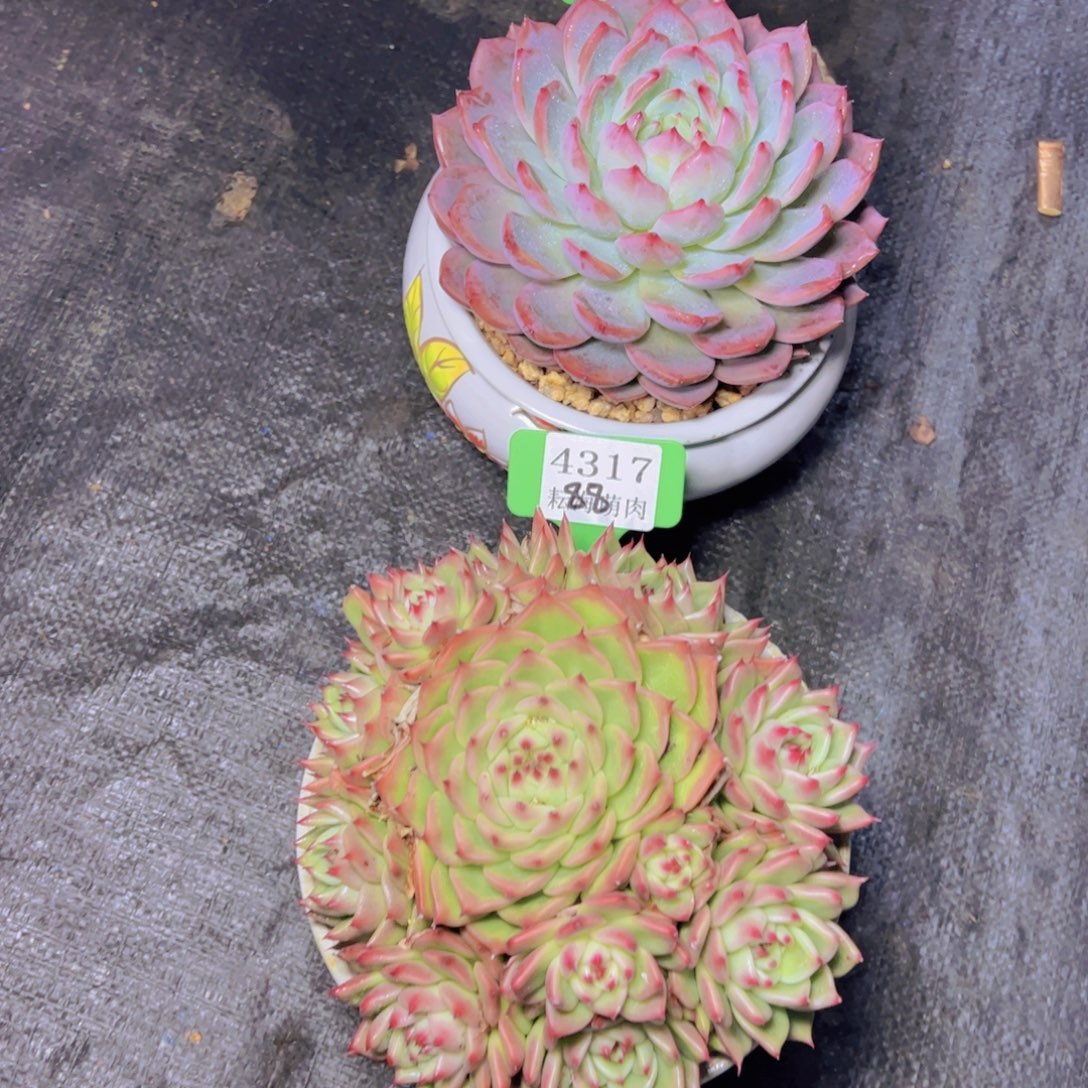 绿***风蓝龙4317红鸾7503多肉植物