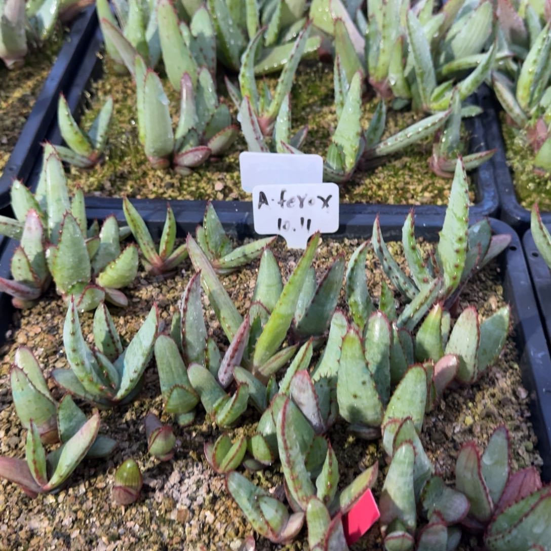 好望角芦荟多肉植物