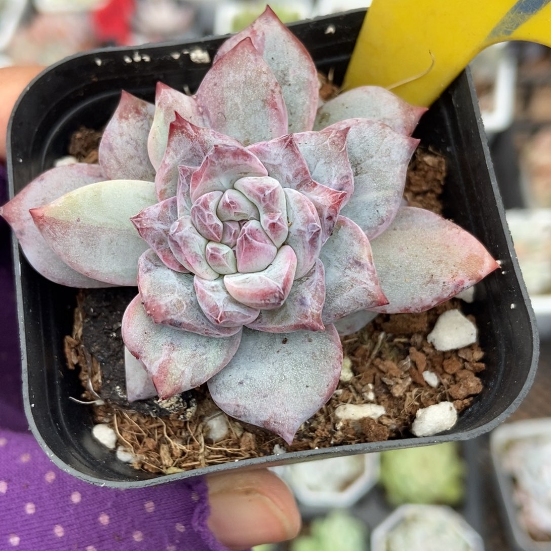 709粉蓝鸟石化锦多肉