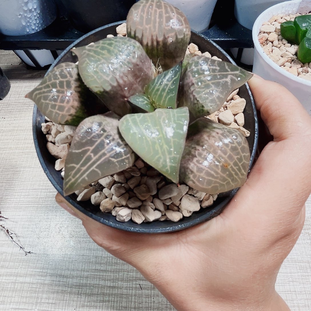 粉玻璃康平多肉植物