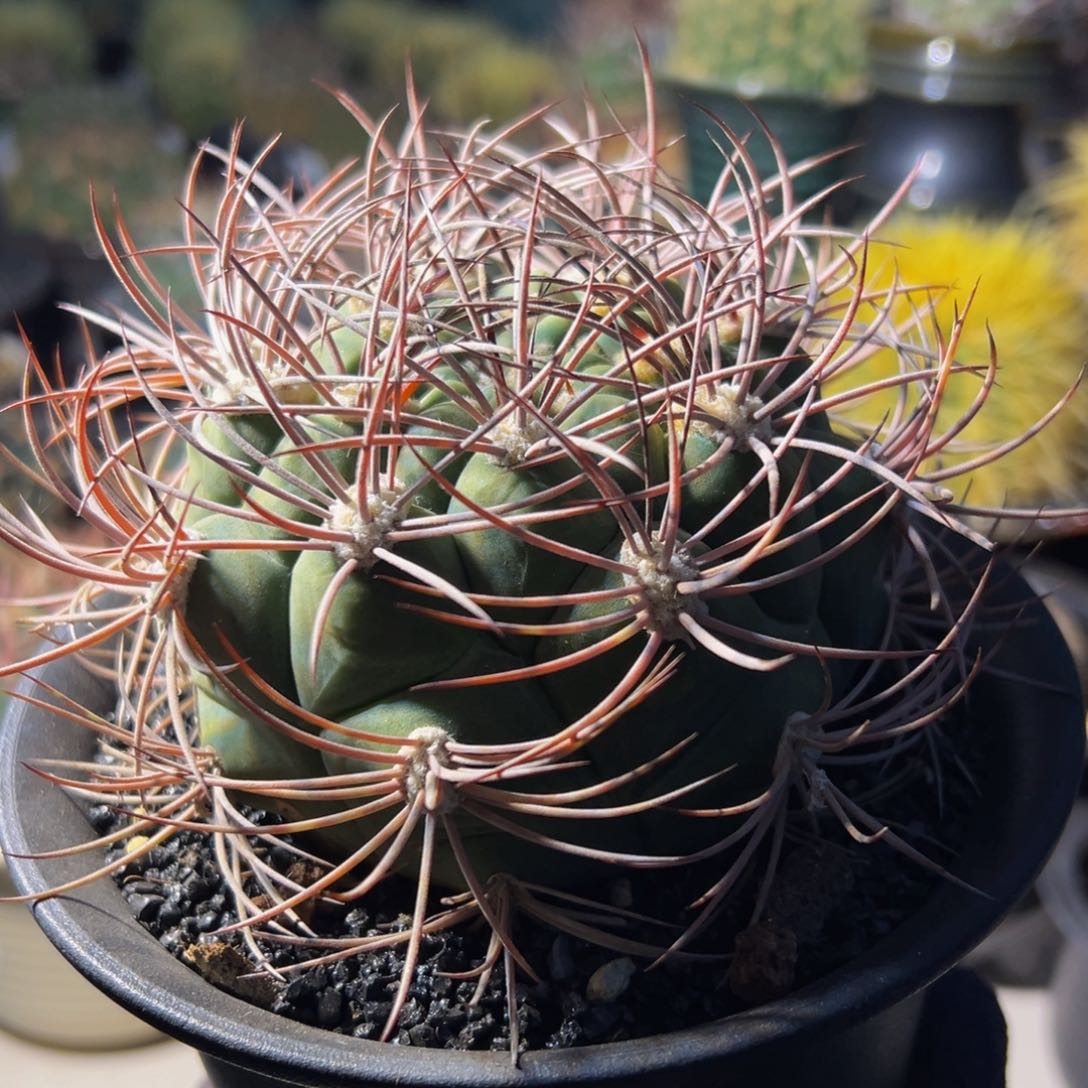 精品（新型新世界来了）